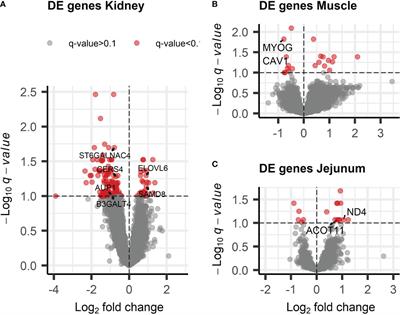 Dietary intake of xylose impacts the transcriptome and proteome of tissues involved in xylose metabolism in swine